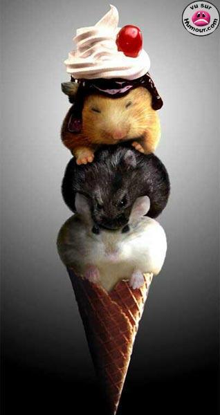 miam miam